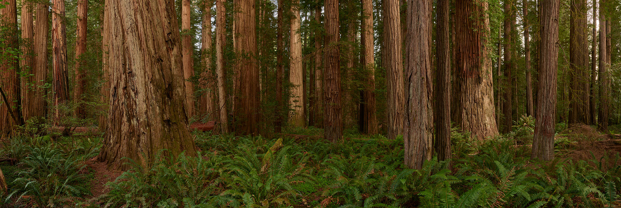 20150429_0830-0865_NRedwoodsOR_2_StoutGroveCrop