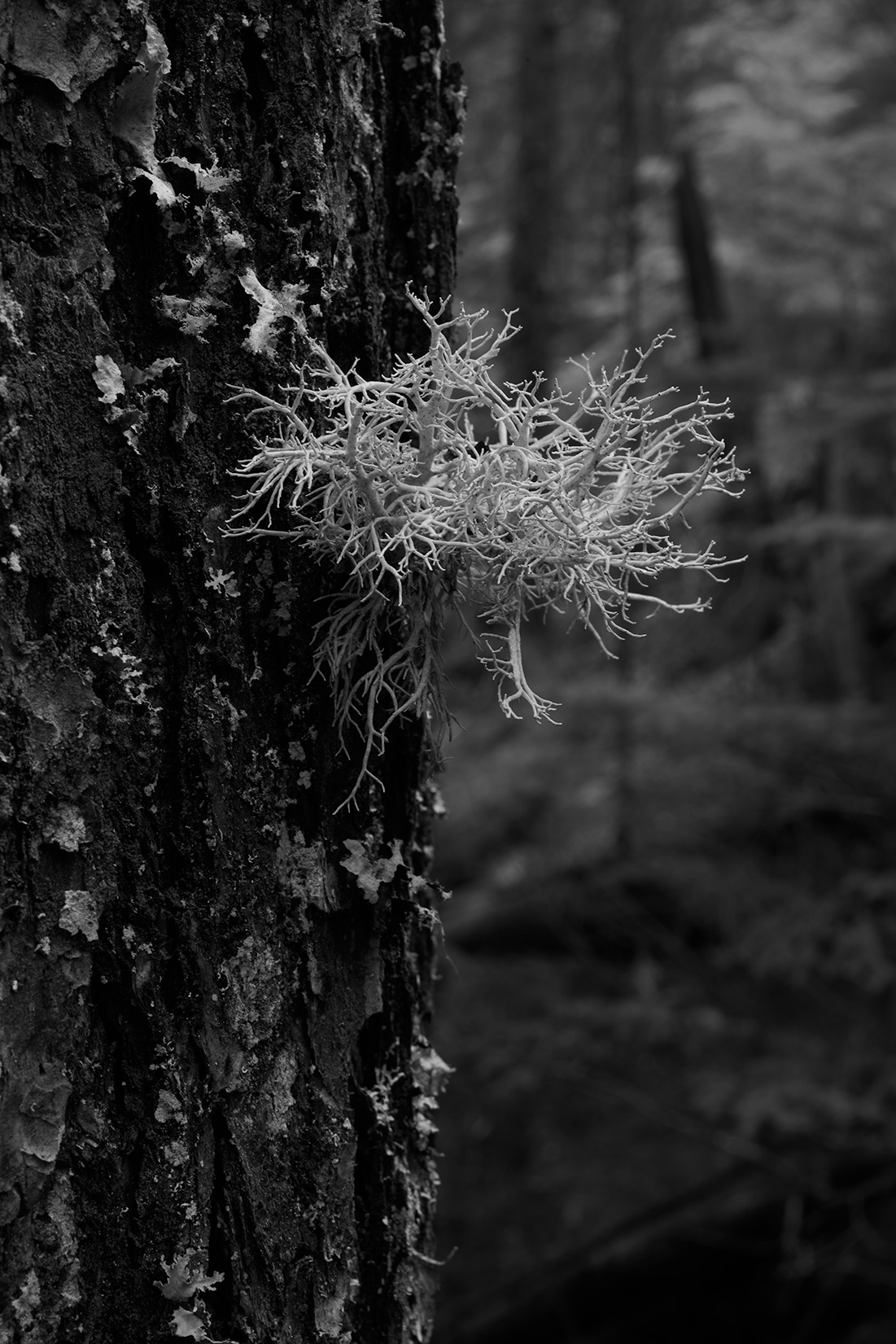 _DSC5317-copy